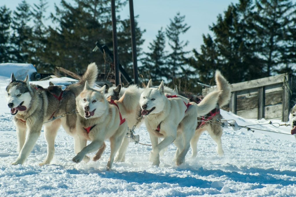 Dog sledding in crisp Canadian winters