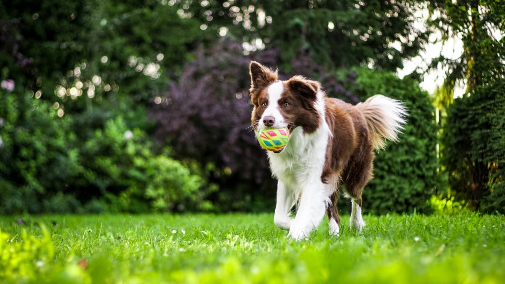 Border Collies are good choices for pet-friendly detached homes
